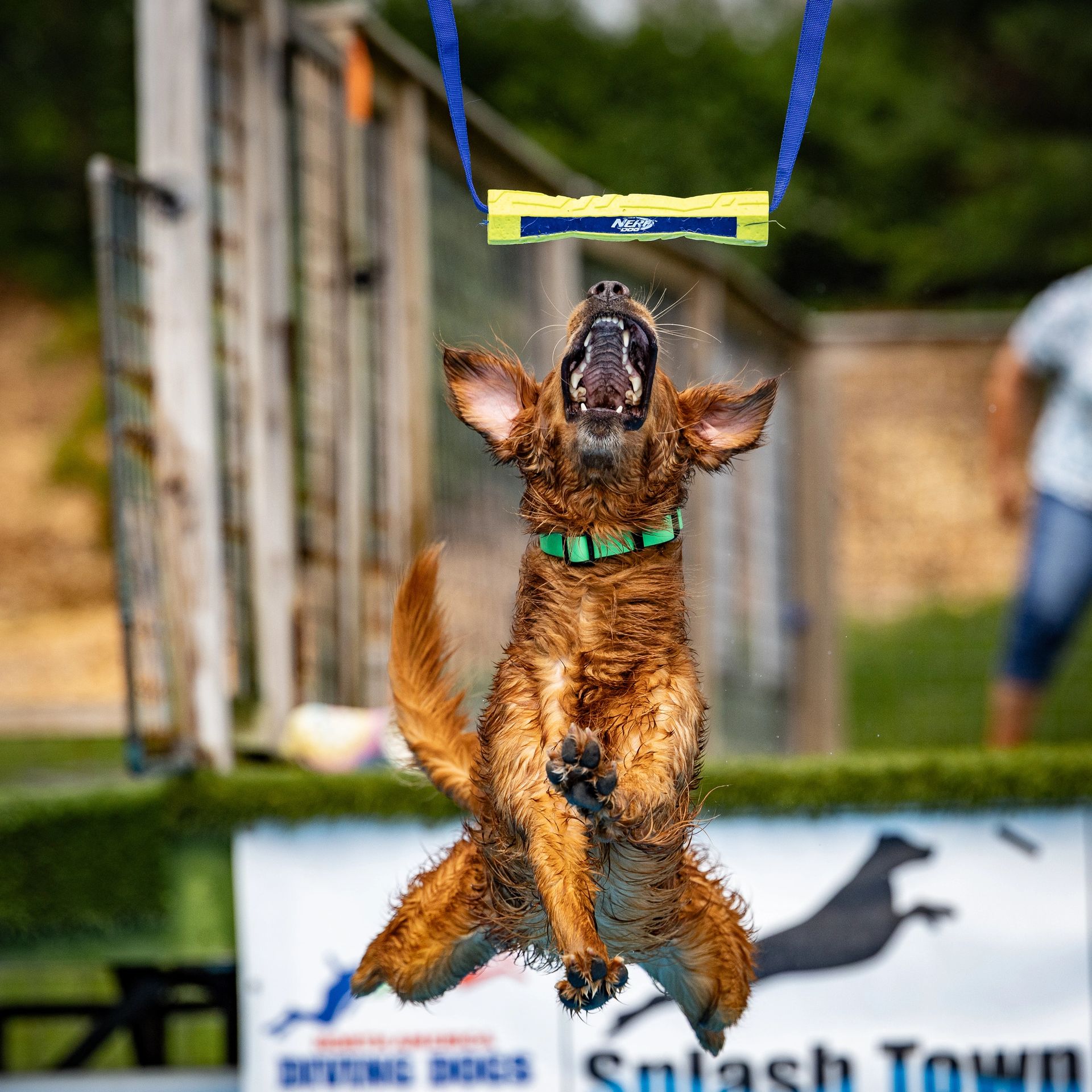 Dock diving action photography at Splash Town Warwick
